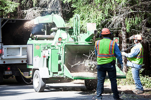 Best Root Management and Removal  in Congress, AZ