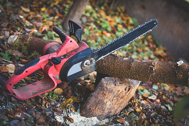 Best Leaf Removal  in Congress, AZ